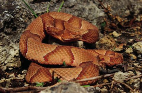 Hunters Advised to Keep Eyes Open for Snakes