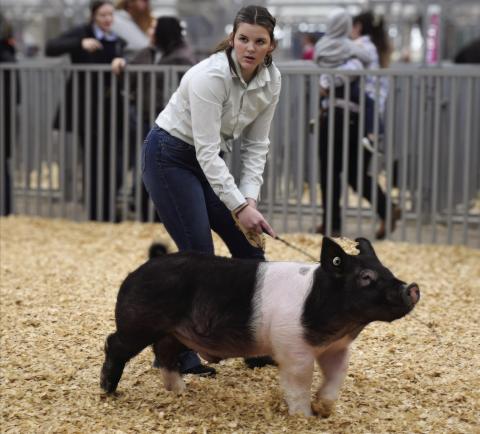 Cushing eighth grader Taylor KcKiddy walks her pig around the show arena during the Cushing Pipeline Classic Invitational Swine Show. Photos by Sarah Townes.