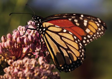 Time to report ‘bonus’ monarch butterfl y activity nears