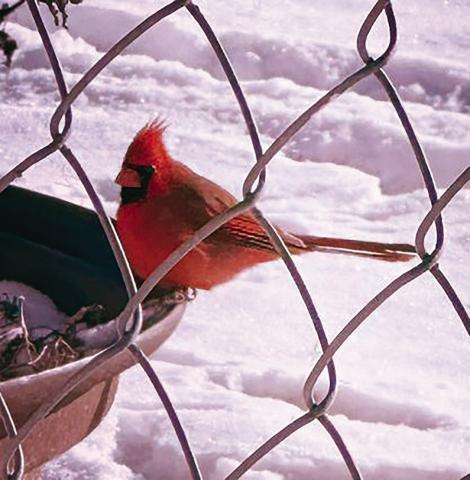 A red cardinal perches on a bird bath surrounded by snow. Photo submitted by Ethan Roberts.