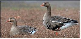 Deadline nears for state waterfowl stamp contest