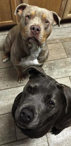 National Dog Day