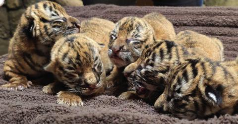 Tulsa Zoo welcomes endangered tiger cubs