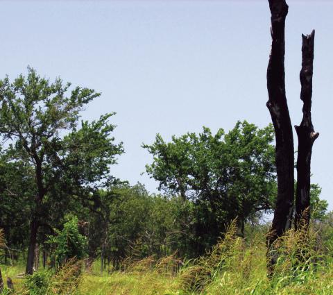 The landscape of the 2012 fires is mostly repaired and overgrown but a few singed husk of trees can be found throughout reminding us all of why fire danger awareness is of substantial importance.