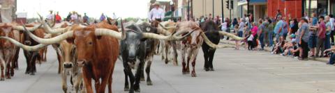 Cattle Drive