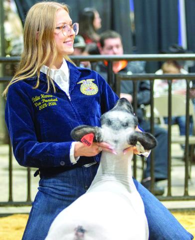 Callie Hammond of Ripley shows her lamb. Hammond placed second in Hampshire Market Lamb Class 3 and also had placings in Shropshire and Crossbred market lamb classes. Photo by Meagan Stephens.