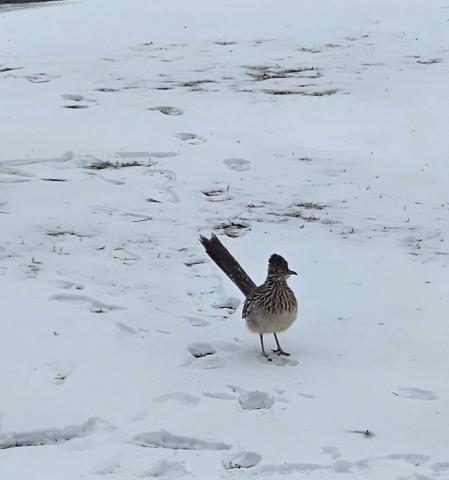 Roadrunner in the snow at the corner of Moses and Meyers on Feb. 21. Photo by Samantha Hoover