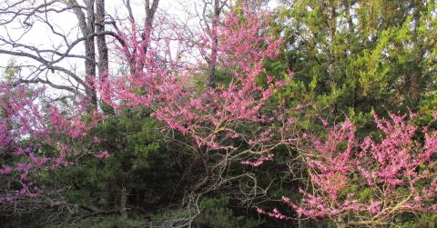 The Eastern Redbud, or the Oklahoma Redbud is the uno cial proclamation of spring to most Oklahomans. With spring, comes seasonal allergies. According to the Oklahoma Allergy and Asthma clinic, tree pollen counts will be high to very high over the next week, grass pollen will be medium to high, and weed and mold will be low to medium. Photo by DeAnna Maddox