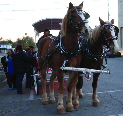 Buster and Thelma worked as a team to pull revelers around Cushing in their Christmas Carriage. The rides were presented by the Copper Penny. Photos by Allie Prater