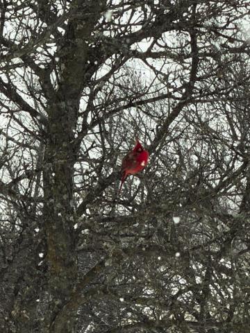 Bird from Hailey Peterson