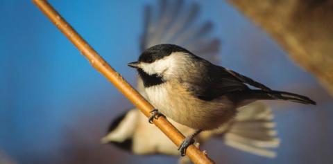 Explore Nature in Winter during BioBlitz OK