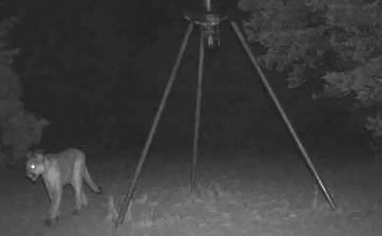 Big cat confirmed near Perkins