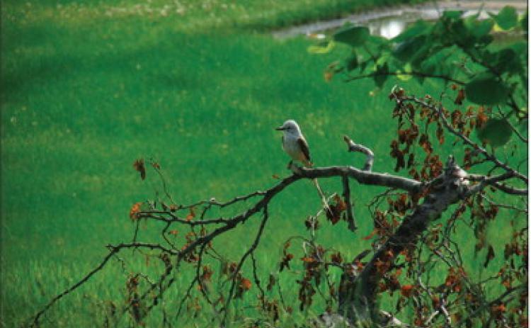 A scissor-tailed flycatcher perches on a bare branch surveying the landscape on a sunny day before the rains move in. Oklahoma’s state bird is known for its long, forked tail and graceful flight. Photo by DeAnna Maddox