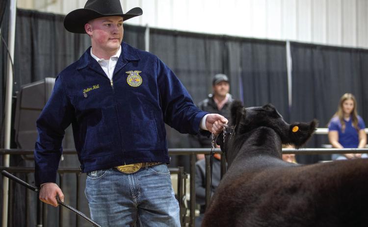 Dalton Hall of Ripley shows his heifer. Hall placed second in Maintainer Beef Heifer Class 2 and also had placings in Simmental Influence and Commercial Beef Heifer classes. Photo by Meagan Stephens.