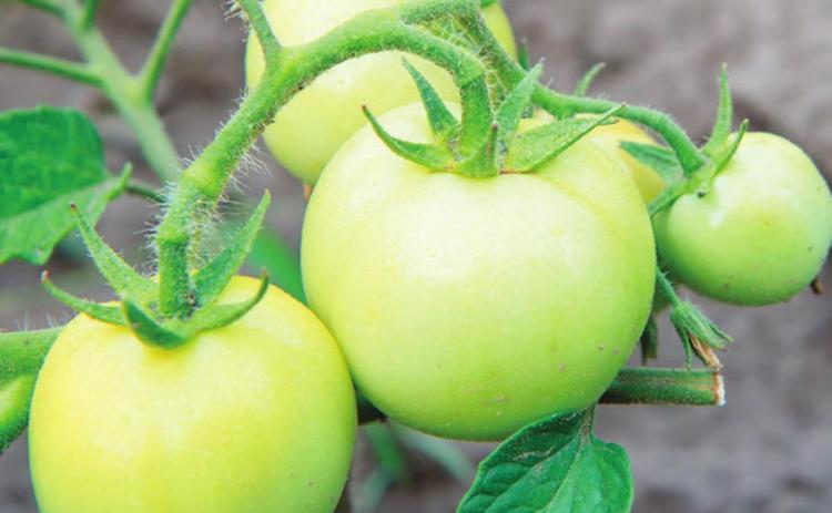 Ripening tomatoes indoors extends fresh fl avor longer