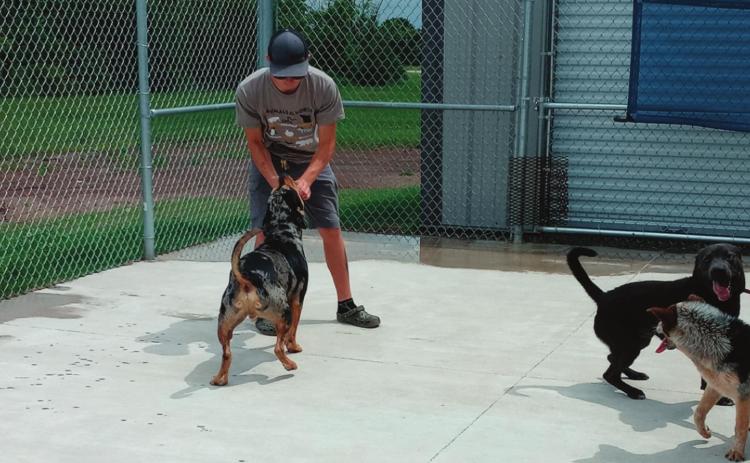 Animal control officer Cody Dallos plays fetch with the dogs being housed by the Animal Services Unit shelter in Cushing.