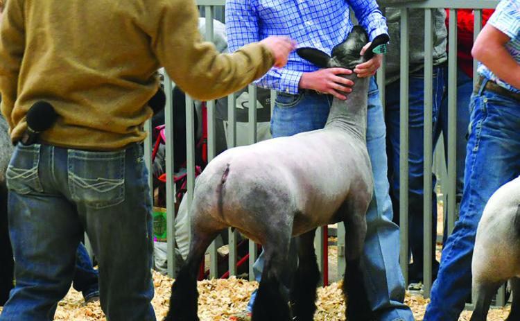 FFA Sheep Show