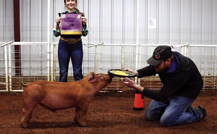 Three members of the Cushing FFA Swine Show Team traveled to Mannford for the first swine jackpot of the Season. Together, they came home with several first, second and third place ribbons in their respective classes. Junior Melannie Townes brought home Breed Champion with her Duroc. Photos by Sarah Townes.