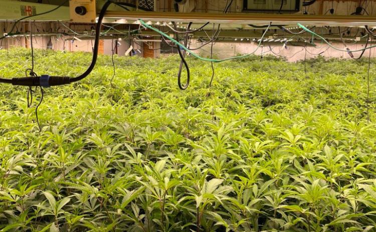 OSBI takes down 9th St. marijuana grow