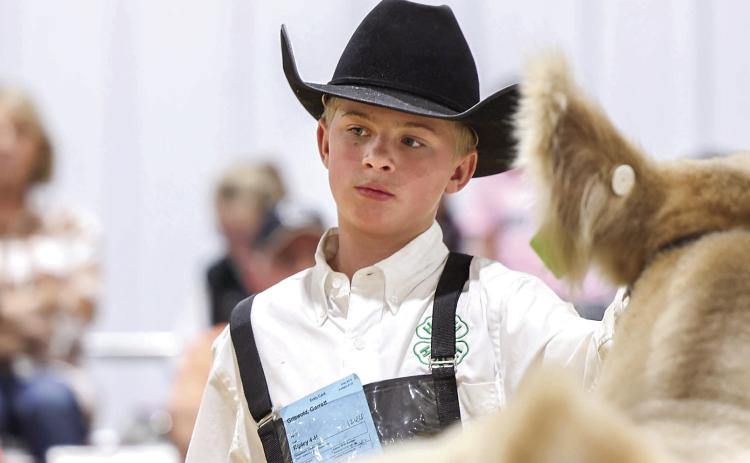 Garrett Griswold of Ripley 4-H shows his market steer during the Payne County Junior Livestock Show held Feb. 21–26. Griswold’s entry was named Grand Champion Market Steer, and he also earned Grand Champion Market Goat and Division Champion honors in Market Goat Division 3, Class 1. Photo by Meagan Stephens.
