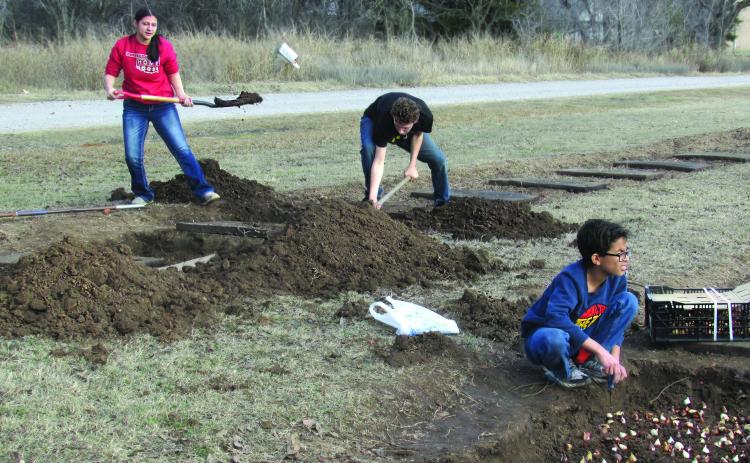 Agra School Superintendent Jeff Kelly supervises district students — Bella McIntire, Garrett Smith, Jayden Kelly, Trey Kelly, and Talyne Iverson as they plant 2,000 tulip bulbs over winter break. This project is a continuation from last year when the district sold tulips as a fundraiser. Kelly said he is expecting 1,000 bulbs from last year to return for a total of 3,000-tulips ready to be sold come Easter. Cost is expected to be $3 each or $10 for four, bulb included. Photo by DeAnna Maddox