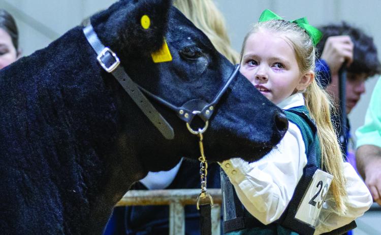 Laynie DeMuth of Perkins stands with her Angus heifer during a recent livestock show. DeMuth is a new junior member of the American Angus Association and participates in youth cattle programs and competitions across the region.