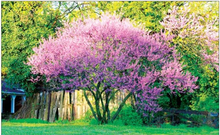 The rising sun illuminates a redbud tree as it explodes with color along East Broadway, in Cushing. Throughout the Cimarron Valley, redbud trees are in full bloom, offering a vibrant message of hope that spring has come to Oklahoma.