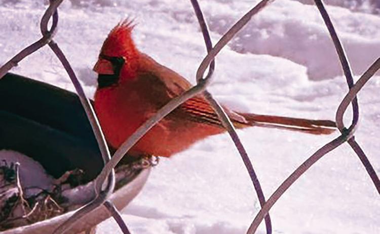 A red cardinal perches on a bird bath surrounded by snow. Photo submitted by Ethan Roberts.