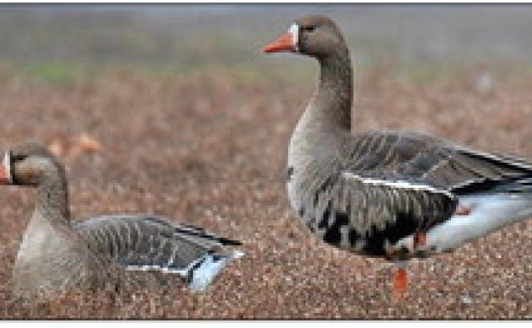 Deadline nears for state waterfowl stamp contest