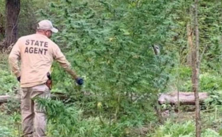 OBN agents discover illegal marijuana grow near Depew