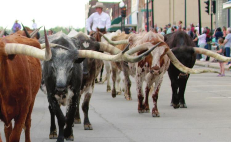 Cattle Drive