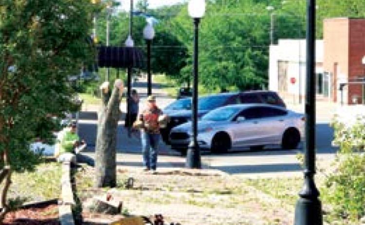 City workers remove Bradford pears from Harrison, Ave. Saturday. The trees were damaging city sidewalks and blocking sight lines to local businesses.