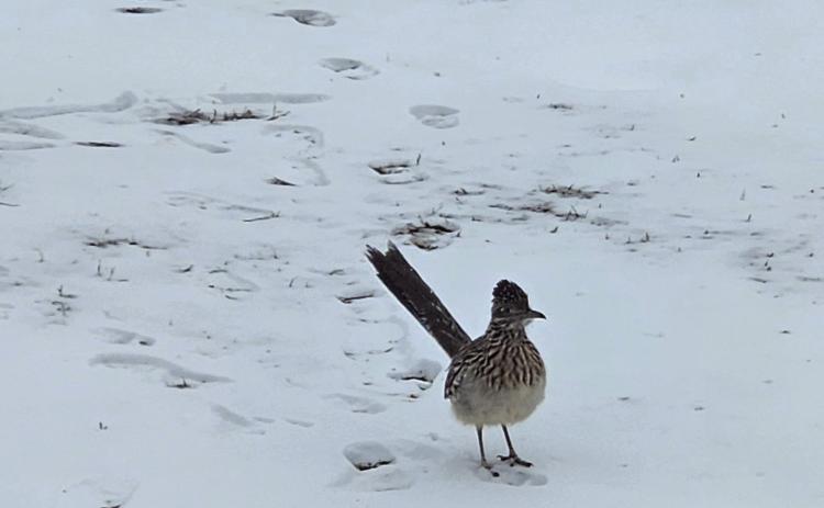 Roadrunner in the snow at the corner of Moses and Meyers on Feb. 21. Photo by Samantha Hoover