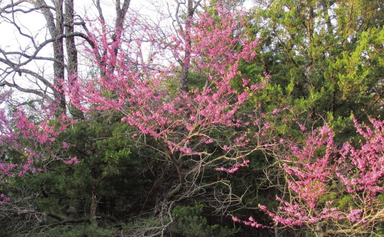 The Eastern Redbud, or the Oklahoma Redbud is the uno cial proclamation of spring to most Oklahomans. With spring, comes seasonal allergies. According to the Oklahoma Allergy and Asthma clinic, tree pollen counts will be high to very high over the next week, grass pollen will be medium to high, and weed and mold will be low to medium. Photo by DeAnna Maddox