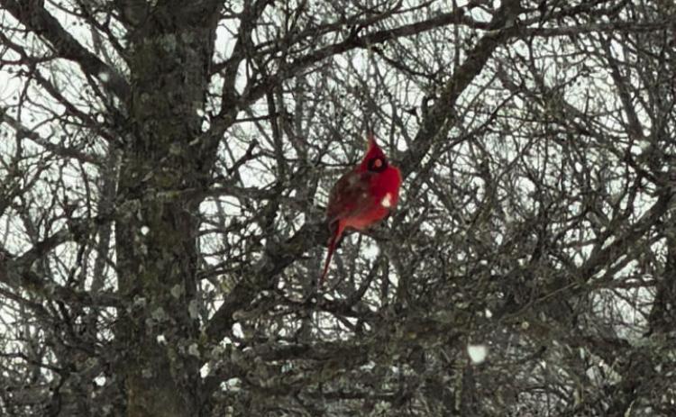 Bird from Hailey Peterson