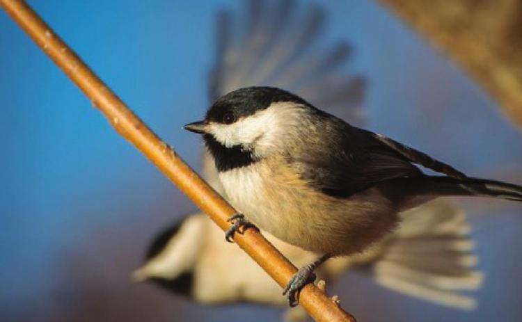 Explore Nature in Winter during BioBlitz OK